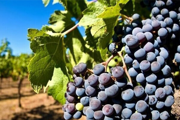 Grape